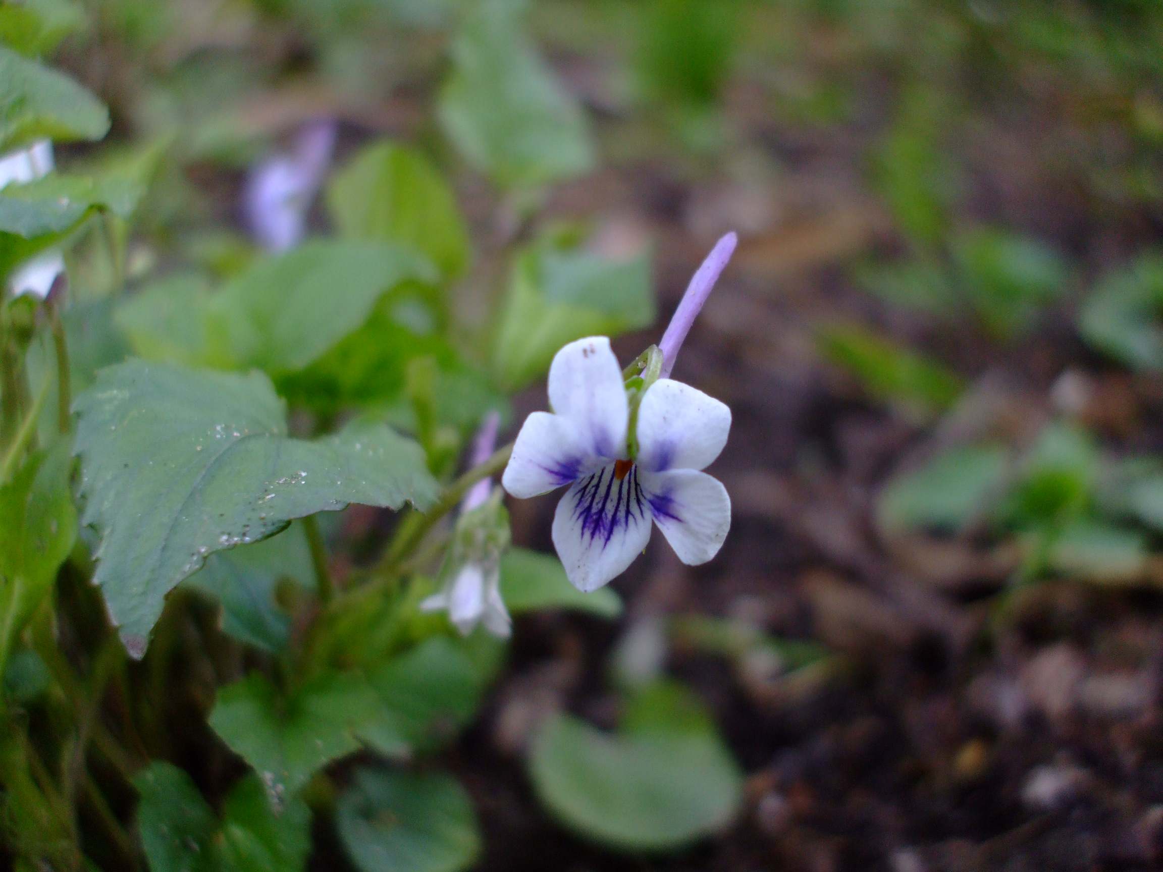 Viola rostrata